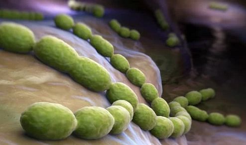 Streptococcus pneumoniae